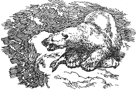 Охотничье-промысловые звери и трофеи i_023.png