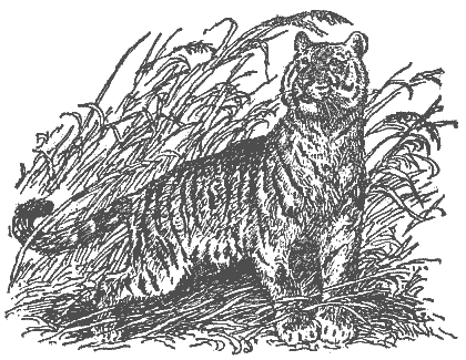 Охотничье-промысловые звери и трофеи i_024.png