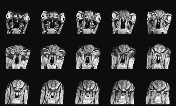 How dogs love us. A Neuroscientist and His Adopted Dog Decode the Canine Brain _11.jpg