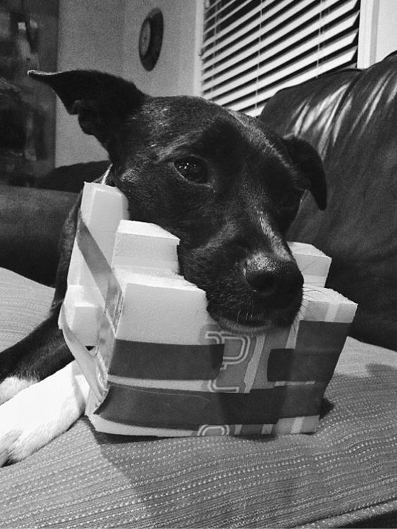 How dogs love us. A Neuroscientist and His Adopted Dog Decode the Canine Brain _13.jpg