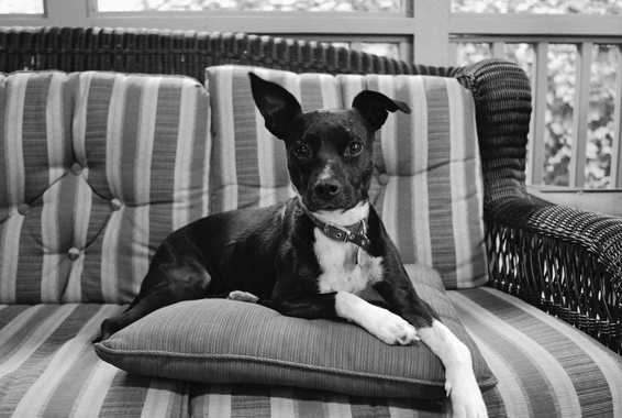 How dogs love us. A Neuroscientist and His Adopted Dog Decode the Canine Brain _5.jpg