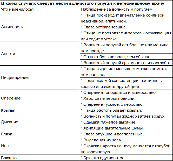 Волнистые попугаи _4.png