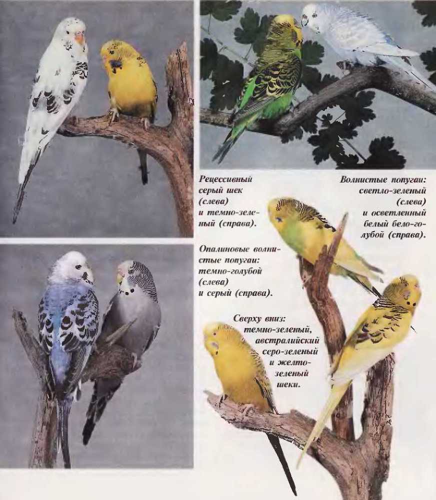 Волнистые попугаи image9.jpg