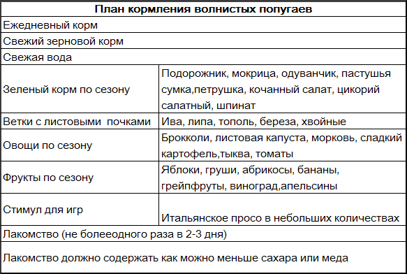 Волнистые попугаи _2.png