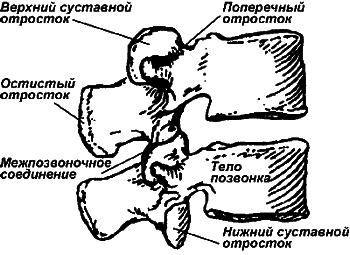 Здоровье спины и позвоночника. Энциклопедия i_001.png