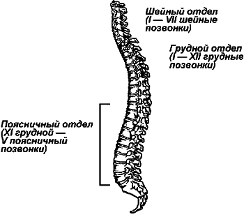 Здоровье спины и позвоночника. Энциклопедия i_004.png