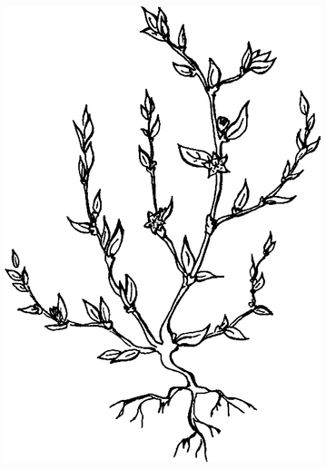 Целебные сорняки. Дача — вылечит, дача — исцелит i_001.png