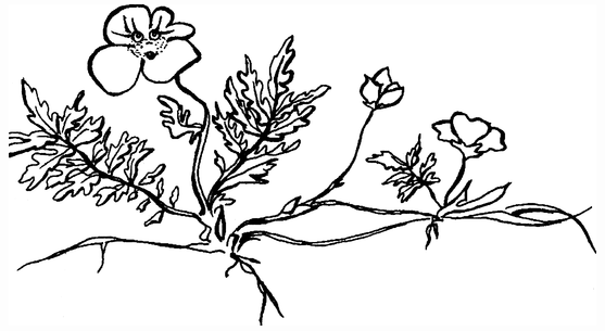 Целебные сорняки. Дача — вылечит, дача — исцелит i_004.png