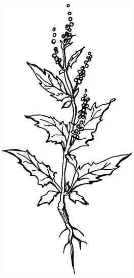 Целебные сорняки. Дача — вылечит, дача — исцелит i_006.png