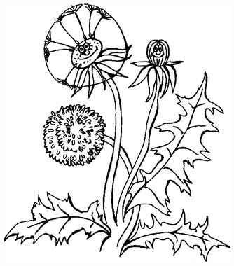 Целебные сорняки. Дача — вылечит, дача — исцелит i_008.png