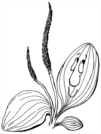 Целебные сорняки. Дача — вылечит, дача — исцелит i_011.png