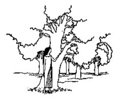 Песни Билитис _11.jpg
