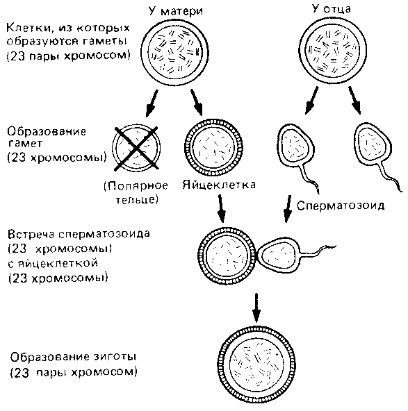 Что такое психология img_229.png