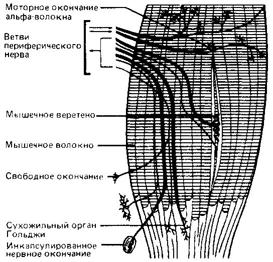 Что такое психология img_235.png