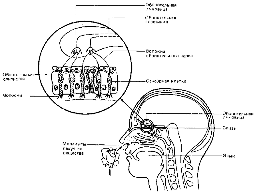 Что такое психология img_237.png