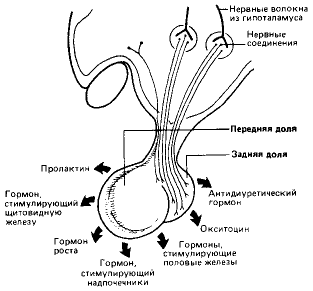 Что такое психология img_248.png