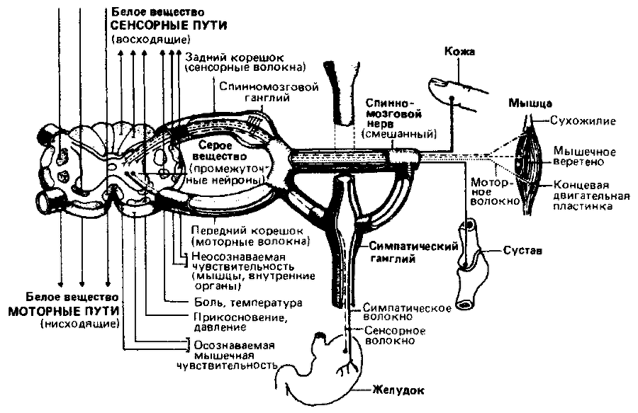 Что такое психология img_249.png