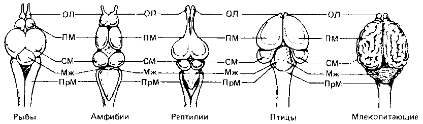 Что такое психология img_252.png