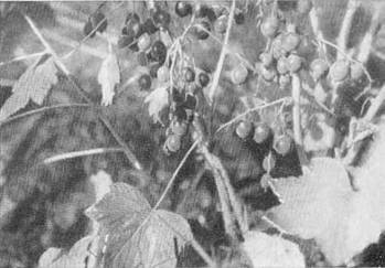 По ту сторону ночи i_012.jpg