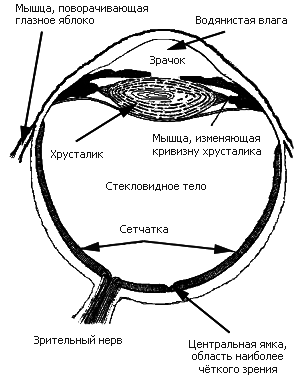 Как мы видим то, что видим img2143.png