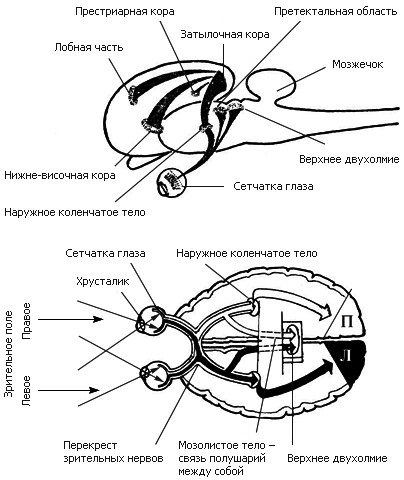 Как мы видим то, что видим img6030.png