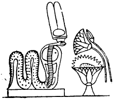Мифы Древнего Египта i_021.png