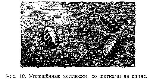 Подводный мир image_012.png