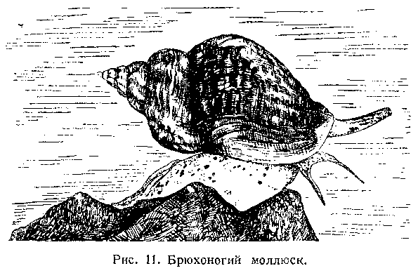 Подводный мир image_013.png