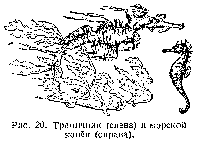 Подводный мир image_022.png
