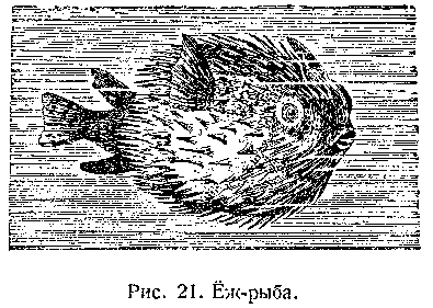 Подводный мир image_023.png