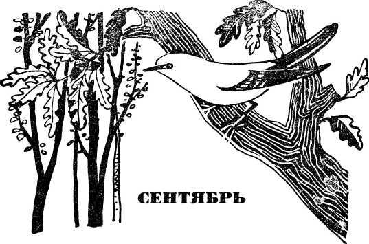 В стране зеленой i_010.jpg