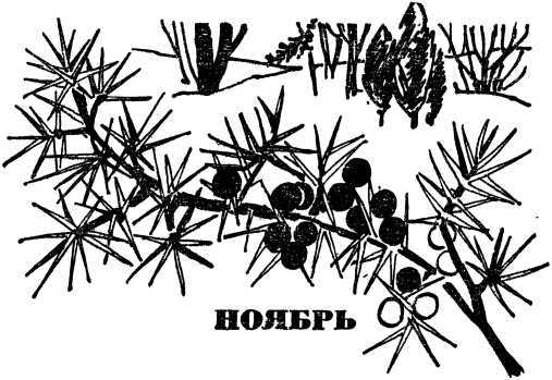 В стране зеленой i_012.jpg