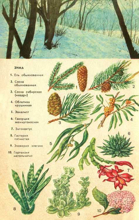В стране зеленой i_014.jpg