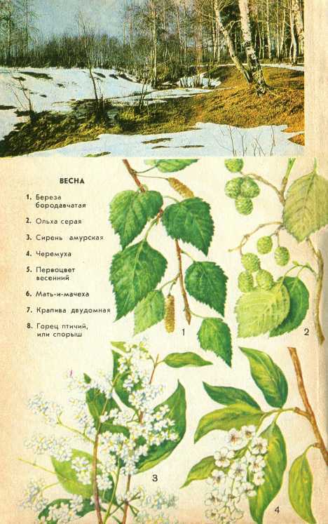 В стране зеленой i_015.jpg