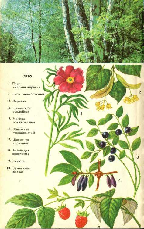В стране зеленой i_017.jpg