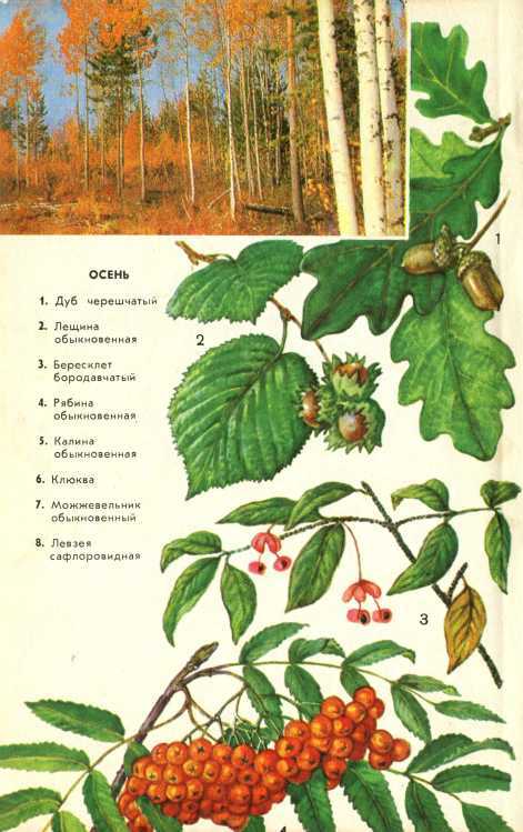 В стране зеленой i_019.jpg