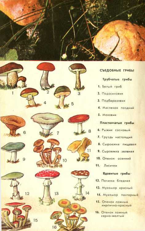 В стране зеленой i_021.jpg