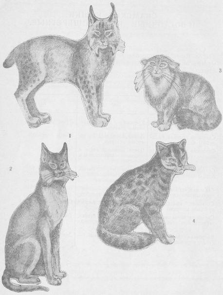 Кошки i_016.jpg