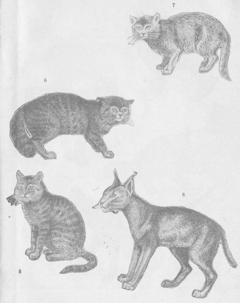 Кошки i_017.jpg
