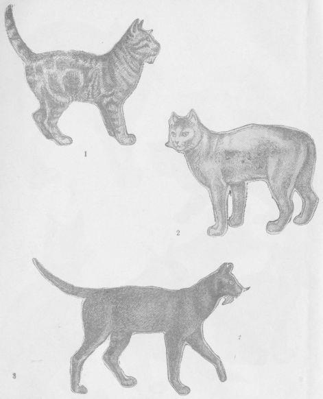Кошки i_018.jpg