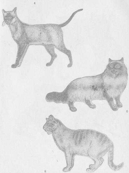 Кошки i_019.jpg