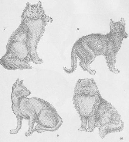 Кошки i_020.jpg