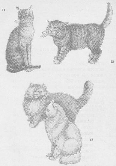 Кошки i_021.jpg