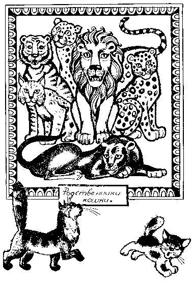 Кошки i_006.jpg