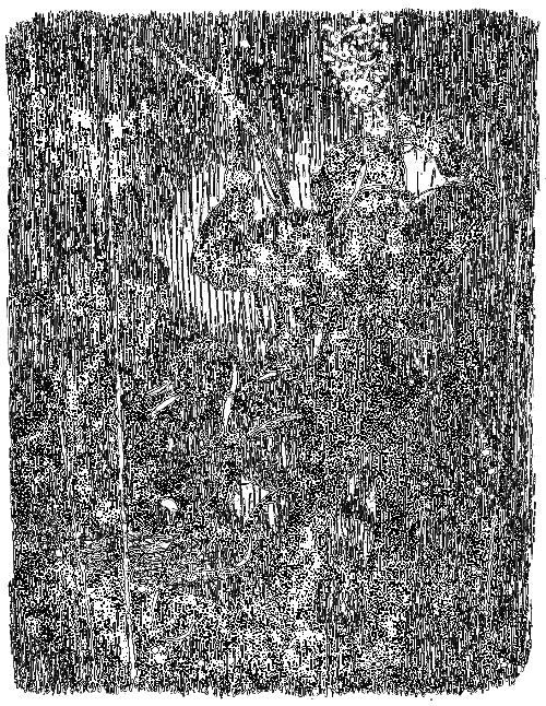 Бешеная акула i_019.png