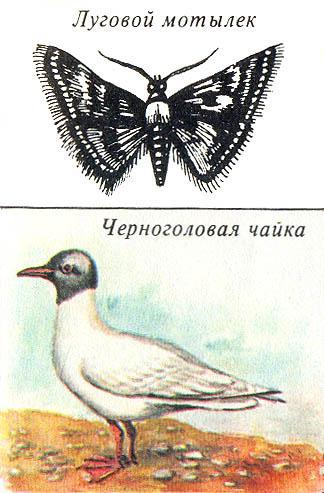 Где у растения дом _64.jpg