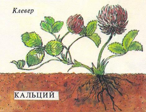 Где у растения дом _15.jpg