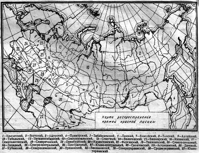 Лисица img_32.png