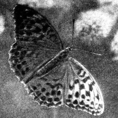 Жизнь леса i_079.jpg