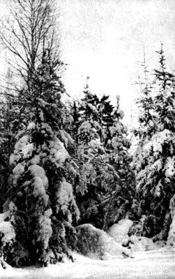 Жизнь леса i_087.jpg